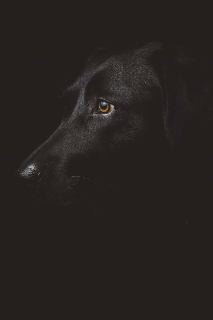 かわいい かわいい動物 犬 シリコーンnn Puヒカルが書いた特別な壁紙 暗い 犬 高精細の画像は 材料を入力します 壁紙