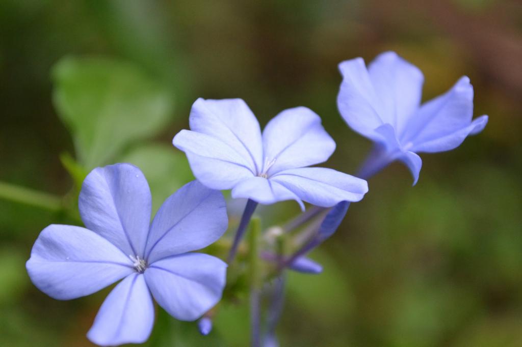 紫の花 花 ライトブルー ユリ 花 花束 スリランカ 高精細の画像 バックkaいいっkoの壁紙車の材料 壁紙 紫の花 花 ライトブルー ユリ 花 花束 スリランカ 高精細の画像 バックkaいいっkoの壁紙車の材料 壁紙