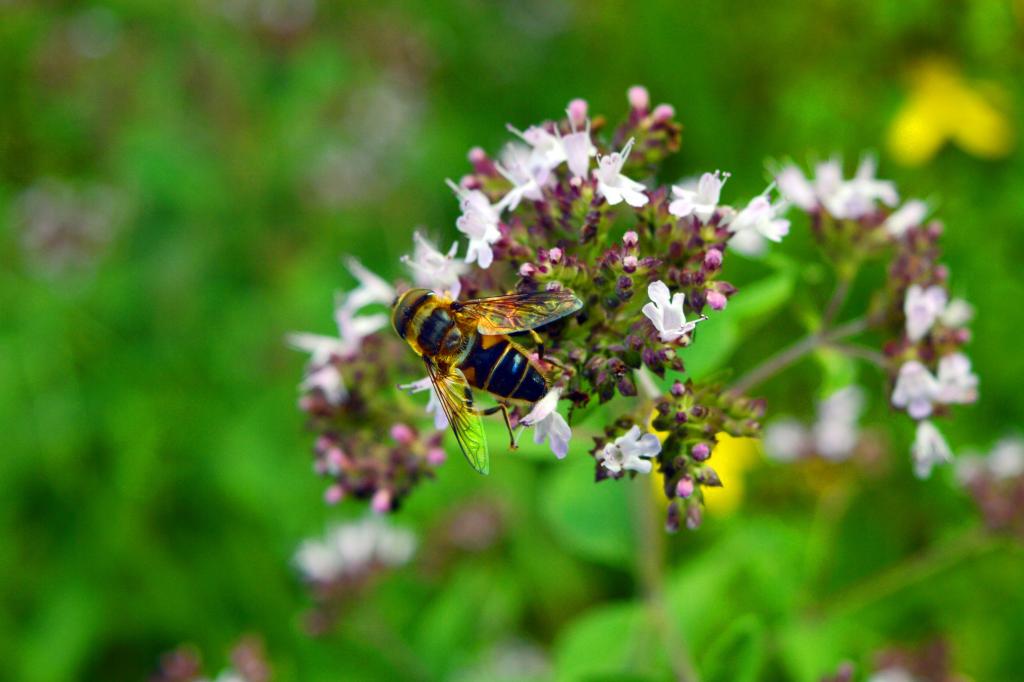 Lite Buミツバチの壁紙iphone 開花 花 自然 春 夏 庭 高精細の画像は 材料を入力します 壁紙