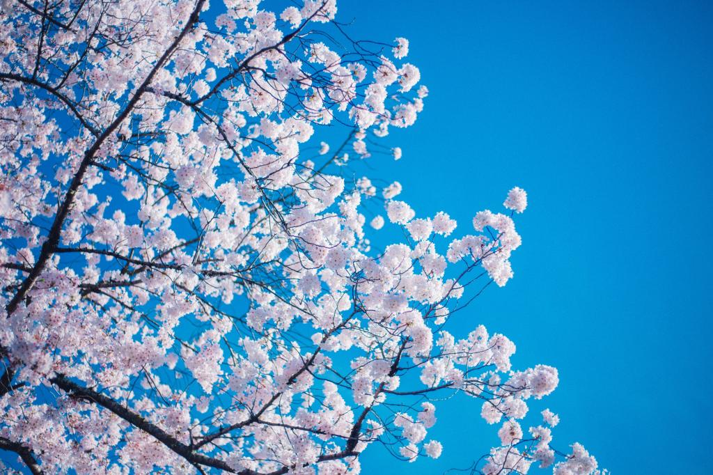 桜の壁紙3次元 高解像度画像 材料を入力します 壁紙 桜の壁紙3次元 高解像度画像 材料を入力します 壁紙