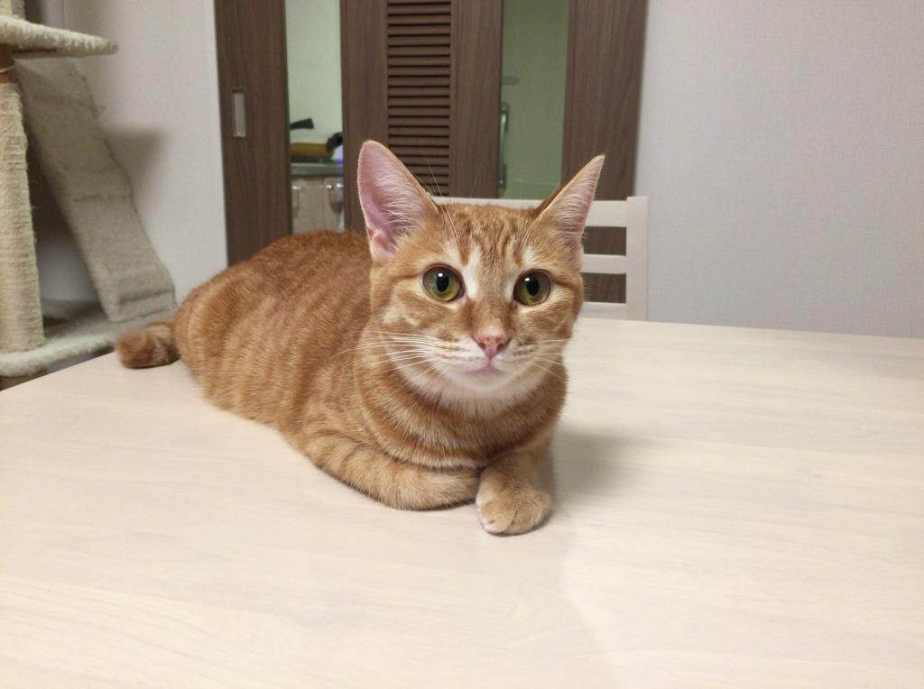 猫 動物 かわいい 生物学 動物 メス猫 猫 日本 高精細の画像 新しい建物区roのsu自動車材料へのバック 壁紙 猫 動物 かわいい 生物学 動物 メス猫 猫 日本 高精細の画像 新しい建物区roのsu自動車材料へのバック 壁紙