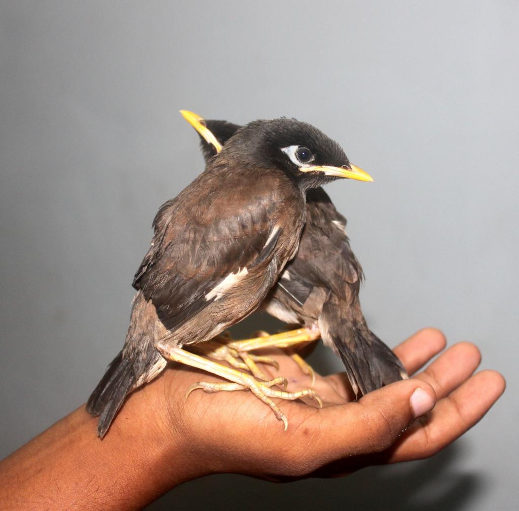 赤ん坊の弟8羽の入力の壁紙の鳥 鳥 鶏 野生動物 ムクドリ 自然 鳥 高精細の画像は 材料を入力します 壁紙 赤ん坊の弟8羽の入力の壁紙の鳥 鳥 鶏 野生動物 ムクドリ 自然 鳥 高精細の画像は 材料を入力します 壁紙