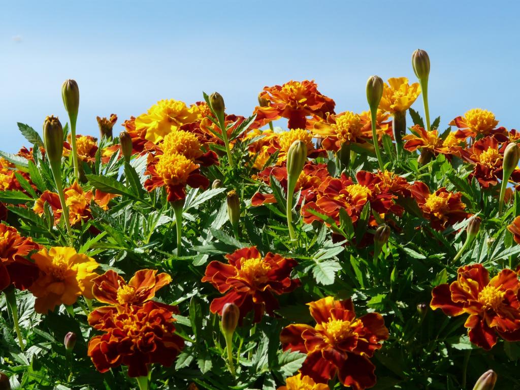 マリーゴールド マリーゴールド カーネーショントルコ 枯れた花 夏の花 バルコニーの花 バルコニーの植物hi Kiュー壁紙iphone 高精細の画像は 材料を入力します 壁紙