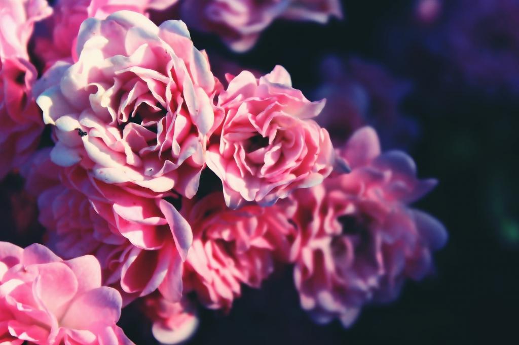 材料壁紙ウィンドウを入力します バラ バラの束は 茂み ブッシュ ピンク 花 年 高精細映像をバラ 壁紙