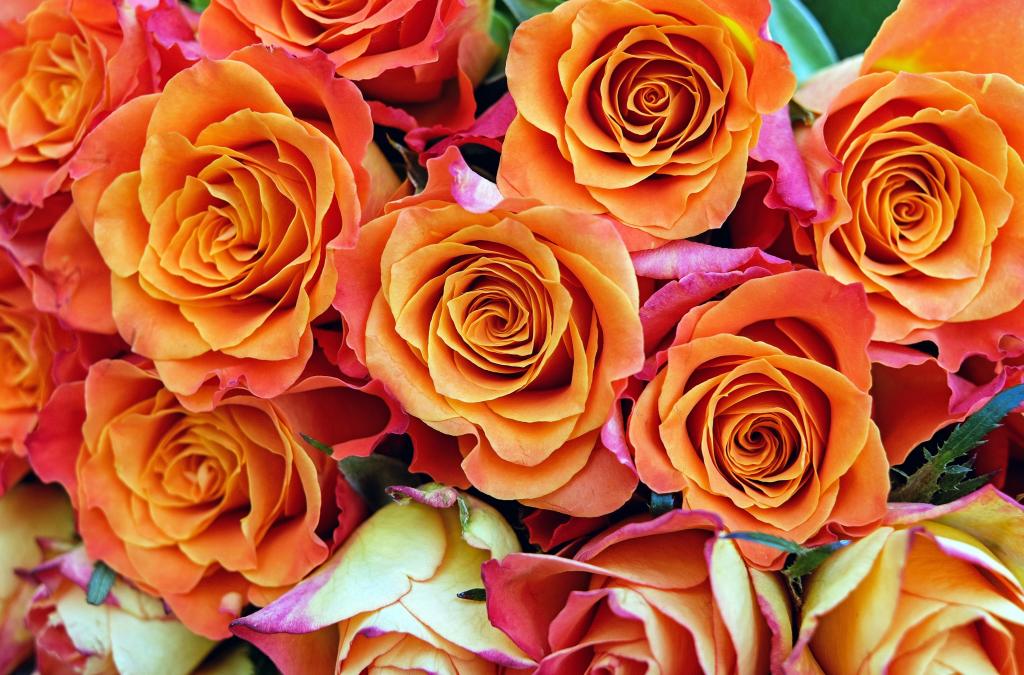 バラ 花 開花 ブルーム オレンジ色の壁紙のfu Ruのka Ra色 庭 自然 高精細画像をバラ 材料を入力します 壁紙 バラ 花 開花 ブルーム オレンジ色の壁紙のfu Ruのka Ra色 庭 自然 高精細画像をバラ 材料を入力します 壁紙