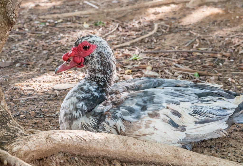 鶏 動物 鳥 ルソーーaƒÿnn Iphoneの壁紙 野生動物 動物 座る 国内 高精細の画像は 材料を入力します 壁紙 鶏 動物 鳥 ルソーーaƒÿnn Iphoneの壁紙 野生動物 動物 座る 国内 高精細の画像は 材料を入力します 壁紙