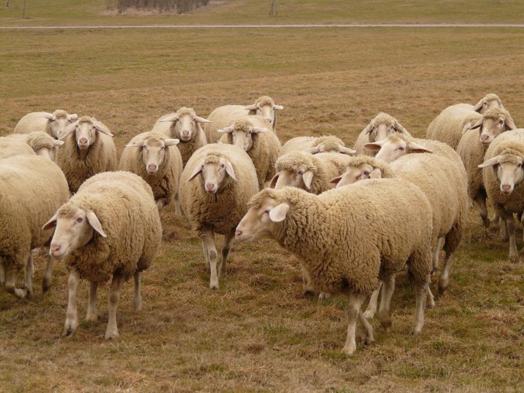 羊 羊 群れ 群れ動物 牧草地 動物 羊のウールの壁紙のhi ースイート 高精細の画像は 材料を入力します 壁紙 羊 羊 群れ 群れ動物 牧草地 動物 羊のウールの壁紙のhi ースイート 高精細の画像は 材料を入力します 壁紙