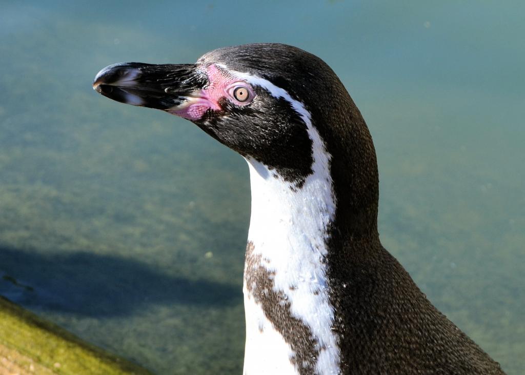 ペンギン 鳥 水 動物の世界の花柄のiphoneの壁紙のボーダー 水鳥 ビル 水泳 高精細の画像は 材料を入力します 壁紙