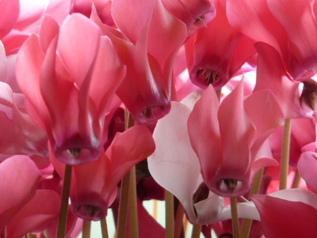 シクラメン 花 ピンクの海のiphoneの壁紙 白 植物 観賞植物 花 高精細の画像 材料を入力します 壁紙