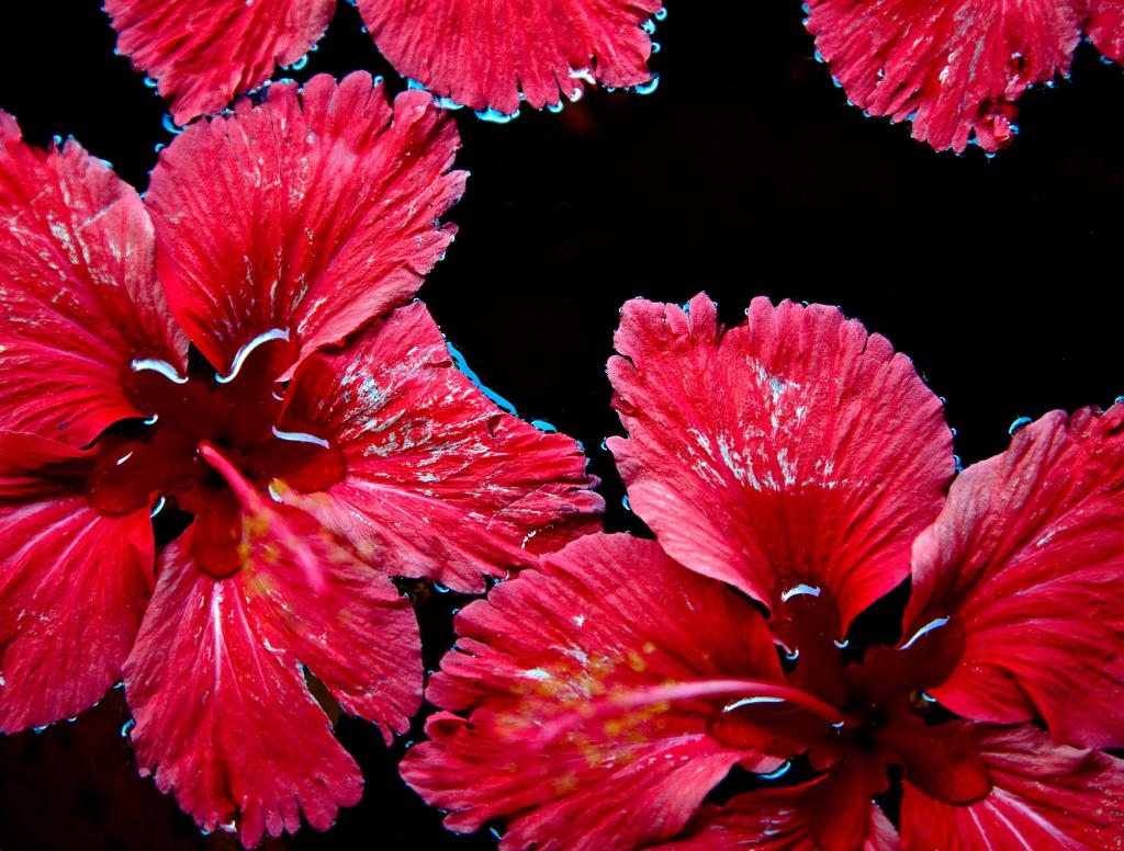 水 赤 花 自然 花 高ダイナミック壁紙のpc上区鮮明な画像を浮動赤い花は 材料を入力します 壁紙