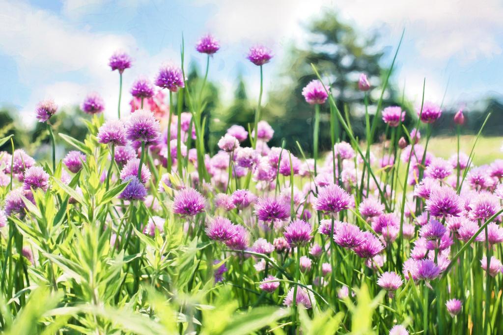 チャイブ 壁紙窓が咲き 紫 花 ハーブ 庭 植物 高精細の画像は 材料を入力します 壁紙 チャイブ 壁紙窓が咲き 紫 花 ハーブ 庭 植物 高精細の画像は 材料を入力します 壁紙