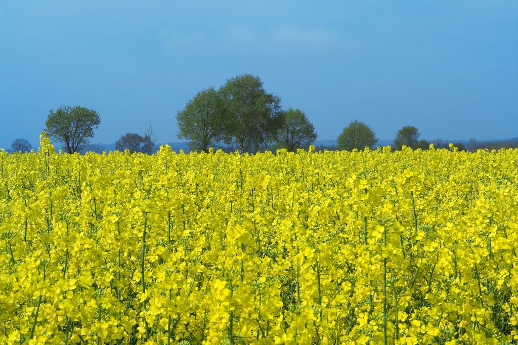 菜種 キャノーラ 珍しい植物 フィールド 黄色 夏 風景 高ダイナミック壁紙pc区鮮明な画像のフィールドは 材料を入力します 壁紙 菜種 キャノーラ 珍しい植物 フィールド 黄色 夏 風景 高ダイナミック壁紙pc区鮮明な画像のフィールドは 材料を入力します 壁紙