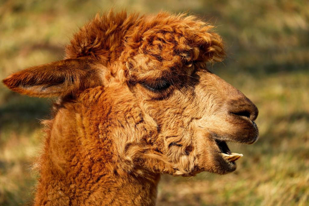 アルパカ 動物 生物学 毛皮 赤 茶色 ウール ふわふわlite Nnスイートー区の壁紙 高精細の画像は 材料を入力します 壁紙