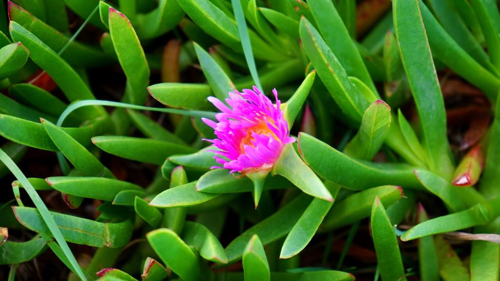 花 ピンク 花 植物 花 ピンクの花 葉 高精細の画像が のプライムiphoneの壁紙素材を入力してください 壁紙
