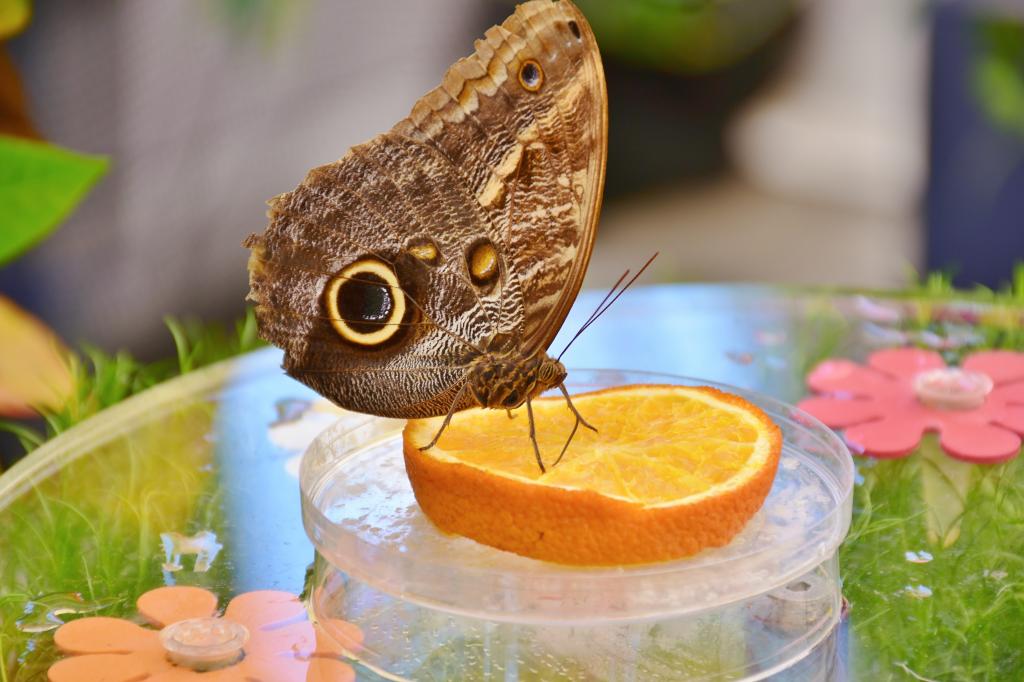 蝶 フクロウチョウ Edelfalter 目 羽 給餌 動物 Iphoneの壁紙のhd写真ピnn区 材料を入力します 壁紙
