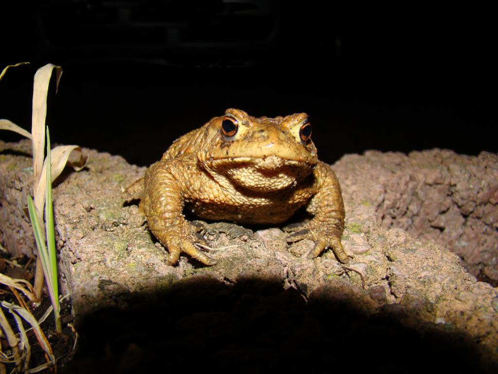 ヒキガエル ヨーロッパヒキガエル ぬれた 自然 動物 両生類 壁紙wa Ga Seのruいぼ 高精細の画像 材料を入力します 壁紙 ヒキガエル ヨーロッパヒキガエル ぬれた 自然 動物 両生類 壁紙wa Ga Seのruいぼ 高精細の画像 材料を入力します 壁紙