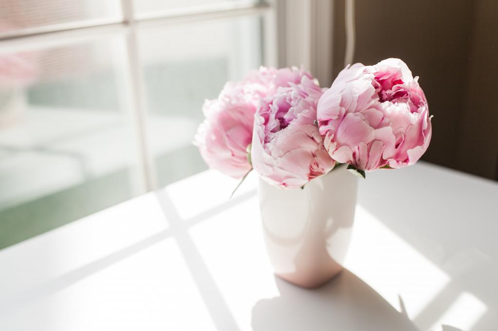 牡丹 ピンク 花 花 夏 花束 お祝い 高精細の画像 なしバックグラウンド壁紙車の材料 壁紙