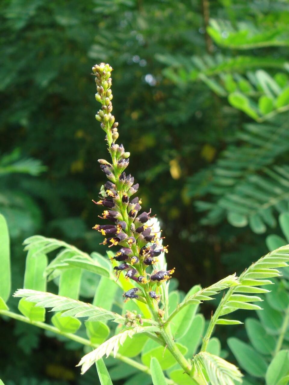 18年03月21日 壁紙