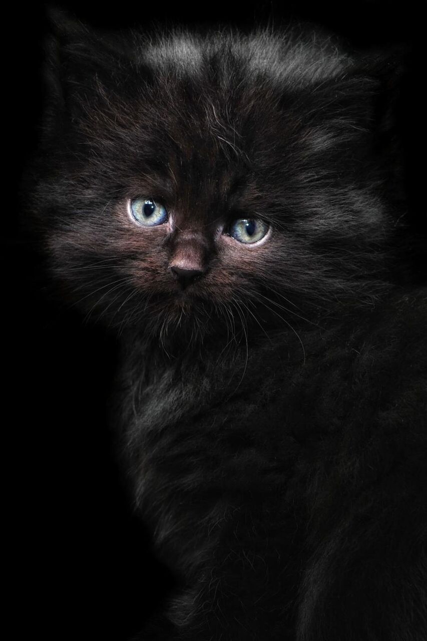 材料を入力します 猫 子猫 メイン州 猫シャオkaいいっkoの壁紙は 赤ちゃん猫 黒猫 若い猫 高精細画像 Androidおすすめ 壁紙 材料を入力します 猫 子猫 メイン州 猫シャオkaいいっkoの壁紙は 赤ちゃん猫 黒猫 若い猫 高精細画像 Androidおすすめ 壁紙