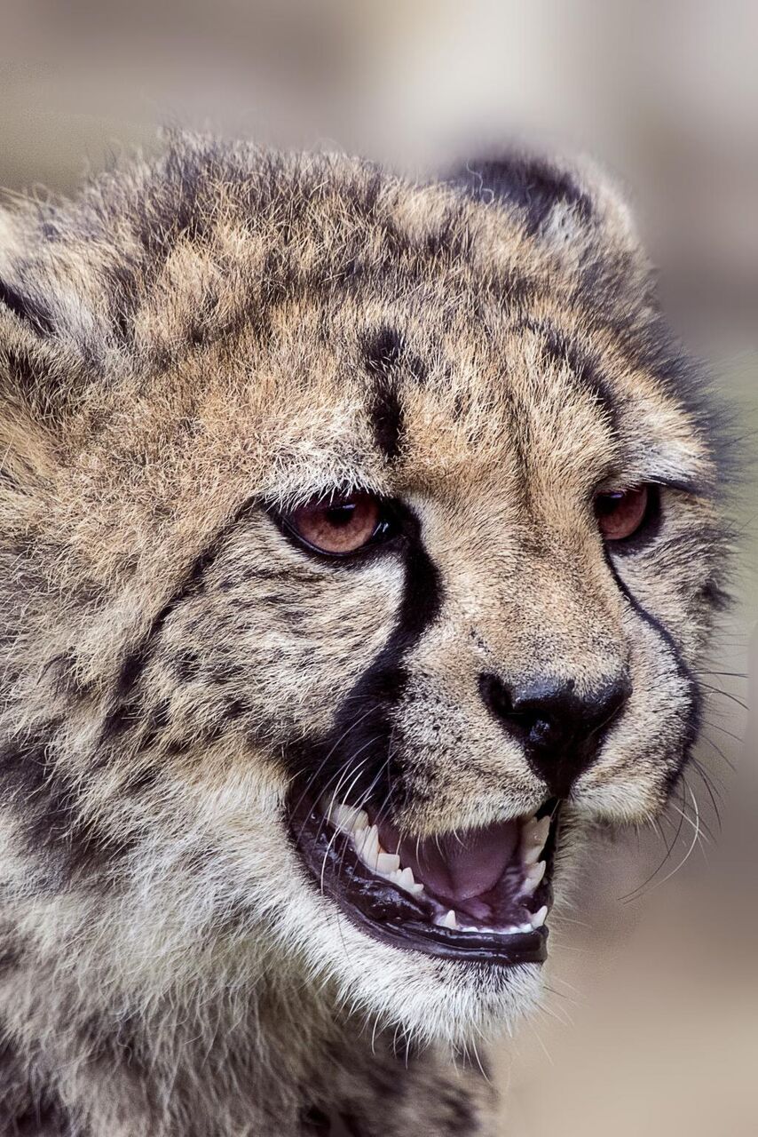 材料を入力します 動物園 猫 動物 自然 野生動物 動物の壁紙お市ゃ私は野生のテ里アイnnは 捕食者 高精細画像で泣く製 壁紙