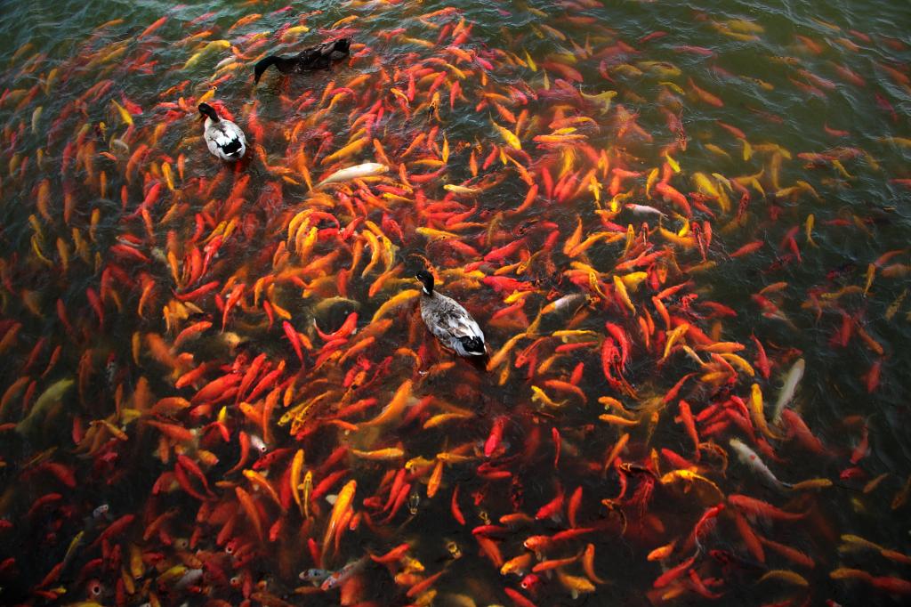 鯉 魚 池のバスルームの壁紙 水 鯉 日本人 フォーチュン 高解像度画像 材料を入力します 壁紙 鯉 魚 池のバスルームの壁紙 水 鯉 日本人 フォーチュン 高解像度画像 材料を入力します 壁紙