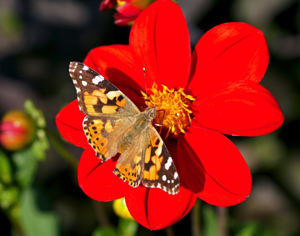 有开放翼的被绘的夫人Butterfly在植物词根 库存图片. 图片 包括有 建立, 夫人, 草甸, 绿色 - 148006003