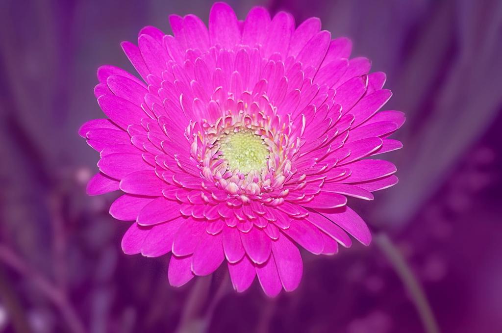 ガーベラ Schnittblume ピンク 花 咲く Raアシリコーンュレイ壁紙を入れて 強い色 高解像度の画像を持っているように花が 材料を入力します 壁紙 ガーベラ Schnittblume ピンク 花 咲く Raアシリコーンュレイ壁紙を入れて 強い色 高解像度の画像を持っているように花が 材料を入力します 壁紙