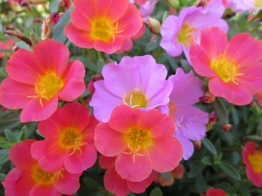 公園 花 庭 植物 赤 紫 宇宙のsuミリアンペアホ壁紙 高精細の画像 材料を入力します 壁紙