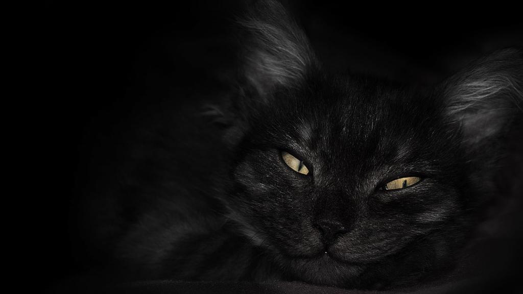キティ 19x1080壁紙アniメ壁紙 動物 ペット 黒 目 カメラを見て 高精細の画像は 材料を入力します 壁紙