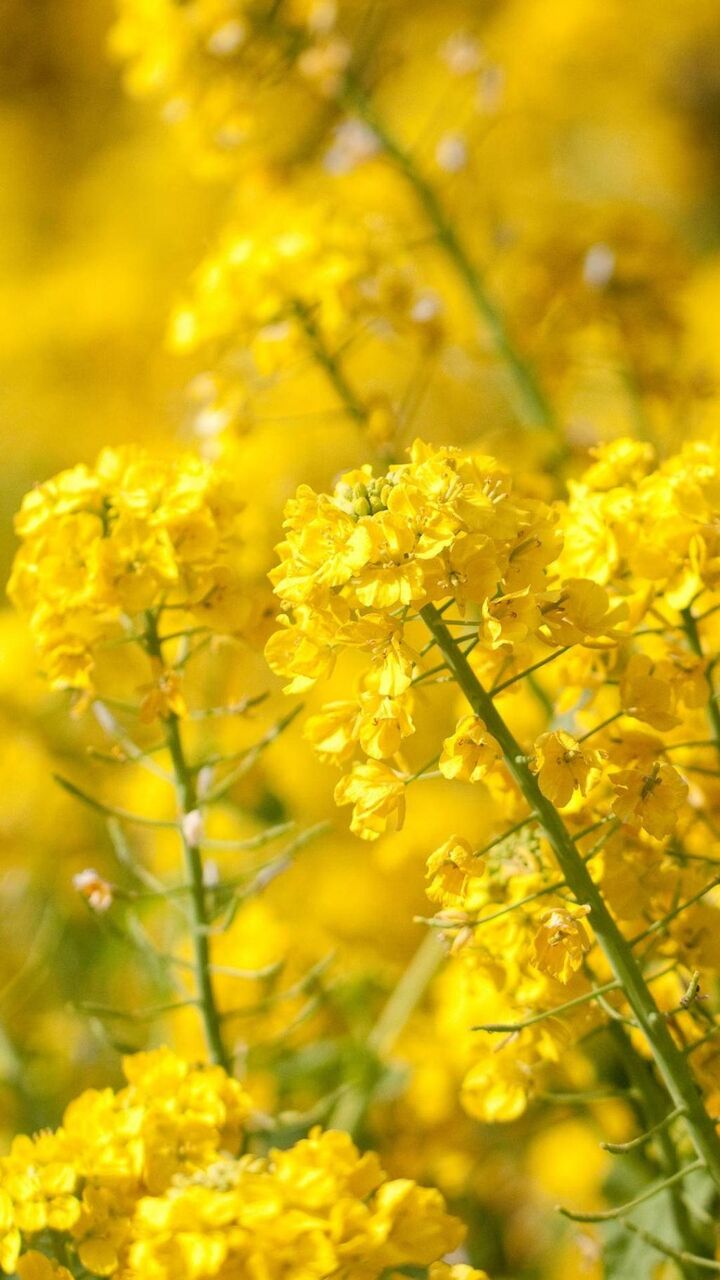 満開 ロック画面の画像 携帯電話の壁紙 壁紙iphoneいた植物白質で菊 壁紙 満開 ロック画面の画像 携帯電話の壁紙 壁紙iphoneいた植物白質で菊 壁紙