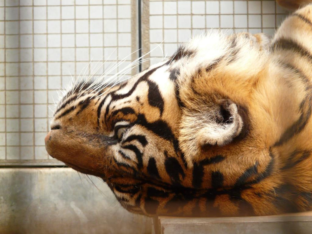 スマトラトラ 壁紙 猫 捕食者 危険 毛皮 高精細画像na美しい虎は 材料を入力します 壁紙