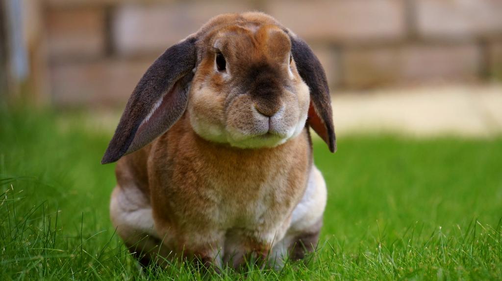 うさぎ 庭 バニー 春 緑 草 かわいい 高精細の画像 夏の壁紙iphoneキャリッジ材料 壁紙