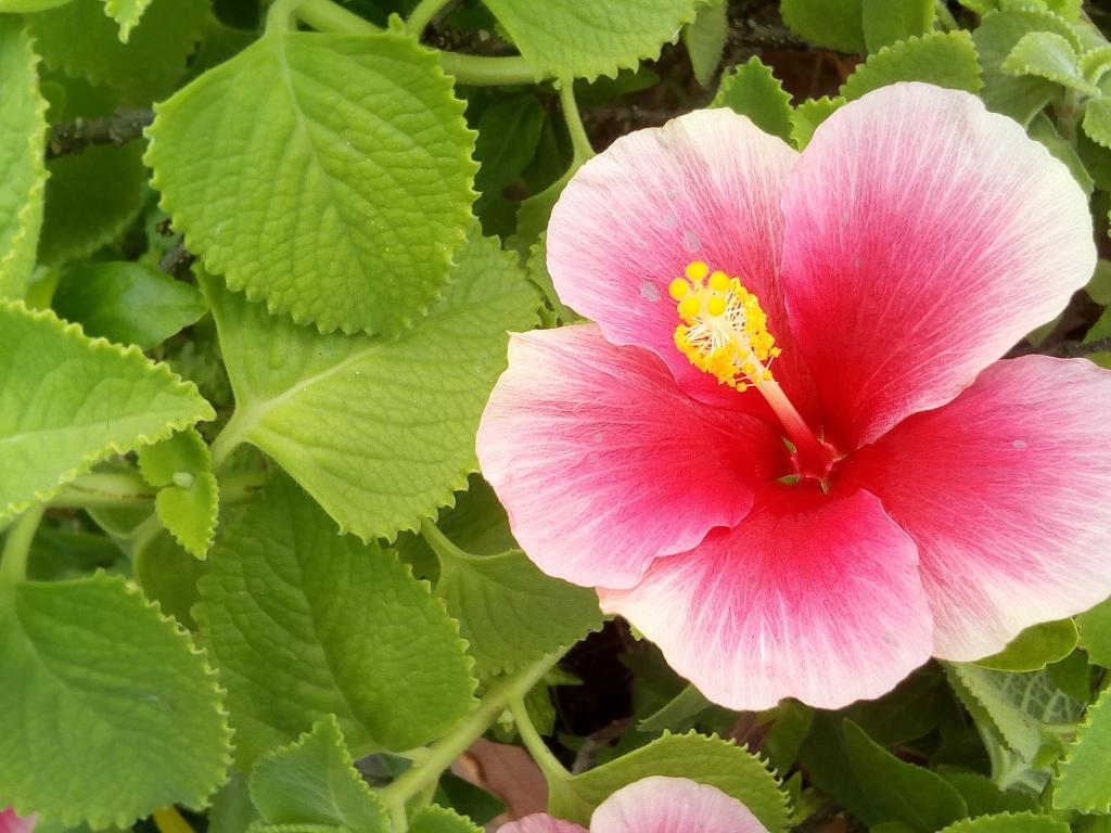 ハイビスカスは ピンクの花 花 サイアム ピンク 秋の葉 明るい 高解像度の画像は サン Ge Tsu壁紙ミドリザルー刺し材料製と入力します 壁紙