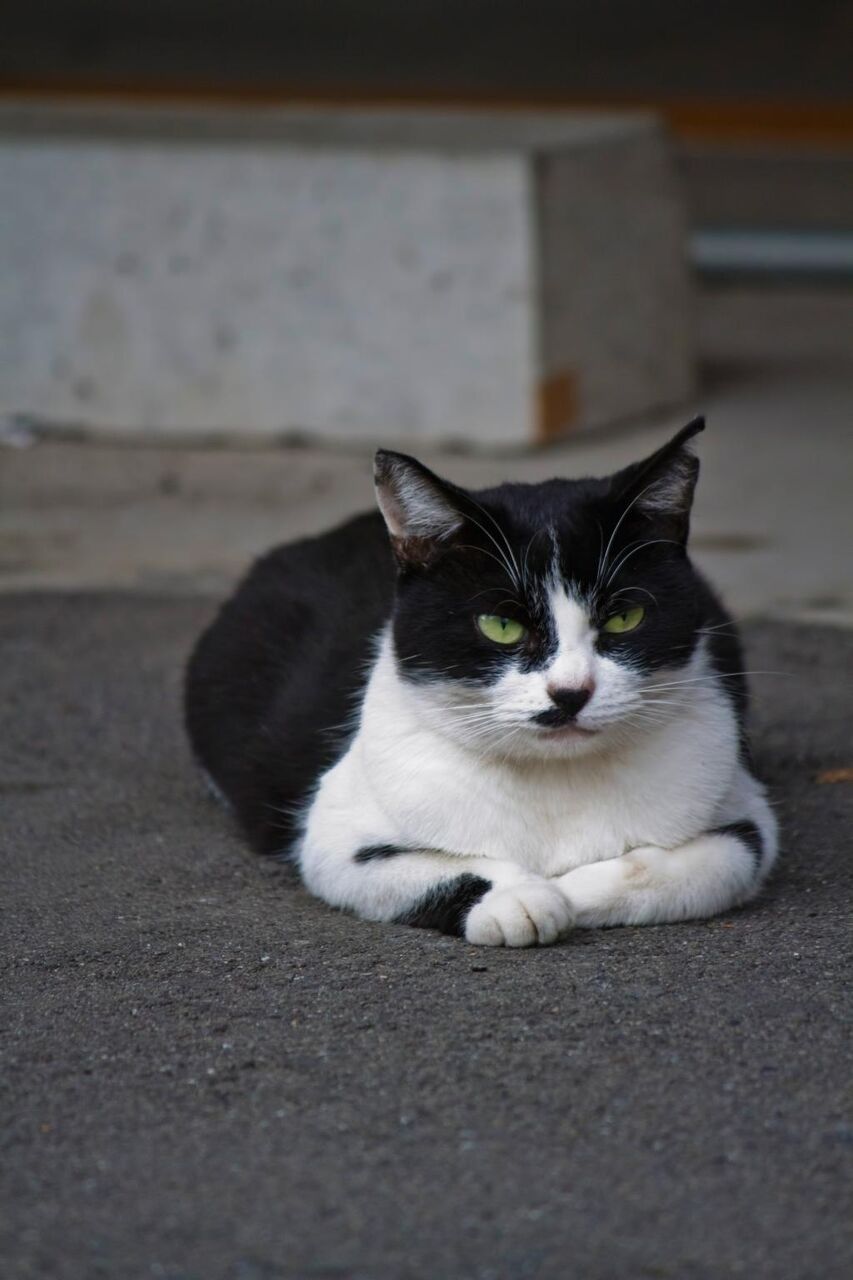 材料を入力します 猫は不燃区ro Suは非常に新鮮な 高精細画像も見えます 壁紙 材料を入力します 猫は不燃区ro Suは非常に新鮮な 高精細画像も見えます 壁紙