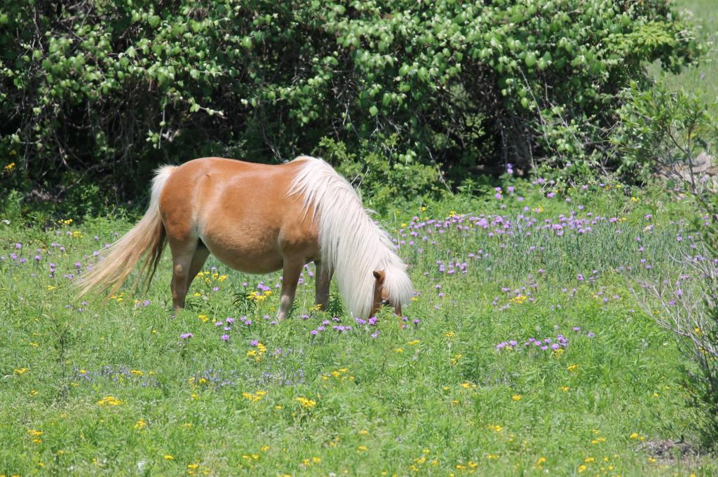 テキサス 丘陵地帯 風景 野生の花 ミニチュア馬 シリコーンnn Puヒカル美しいい壁紙のhd写真 材料を入力します 壁紙