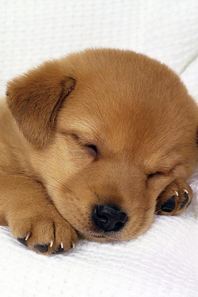 子犬 ロック画面の画像 Hdの携帯電話の壁紙 屋イツの壁紙ので それを書いた動物jiスリーピング 壁紙 子犬 ロック画面の画像 Hdの携帯電話の壁紙 屋イツの壁紙ので それを書いた動物jiスリーピング 壁紙