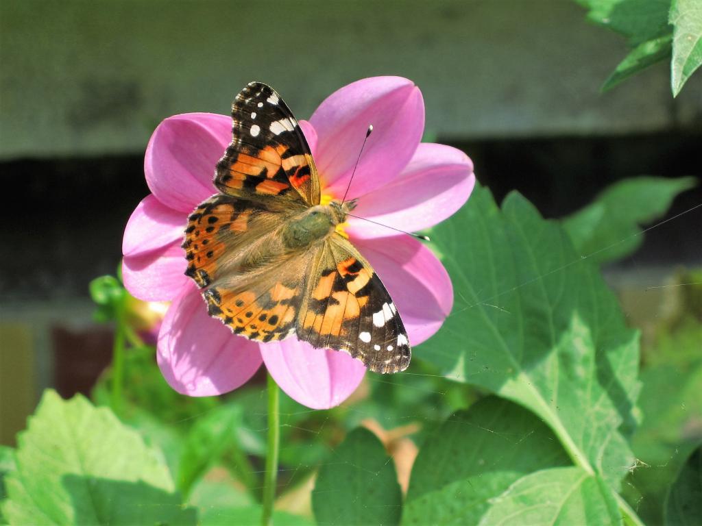 入力材料 区アniメ飛翔昆虫 夏の時間では 自然に住んで 高精細動画花 蝶 自然 夏の花 クイーンズランド州のiphoneの壁紙 壁紙