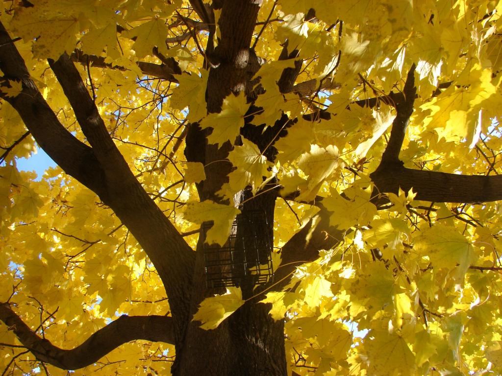 かわいいい色 季節 黄色 高精細画像の壁紙メープル 秋 秋 葉 ヤンhanguo 材料入力します 壁紙