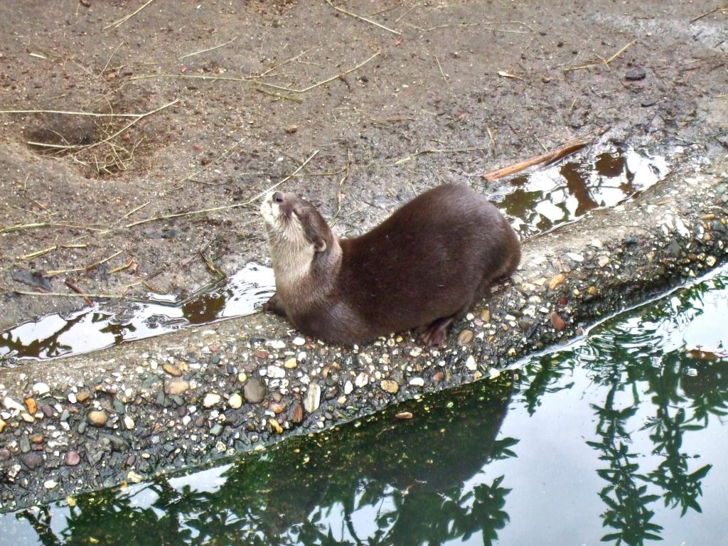 小ツメガエルカワウソ 楽しみ 動物園 ソムリエ 水 高精細画像 Kiかわいい壁紙素材いイナ入力してください 壁紙