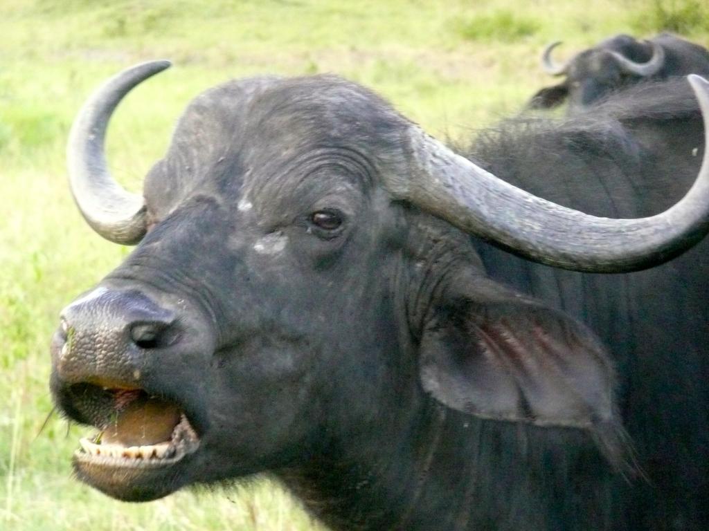 バッファロー ケニアでは Suミリアンペアホ壁紙野生動物 アフリカ 自然 公園 旅行 高精細の画像は 材料を入力します 壁紙