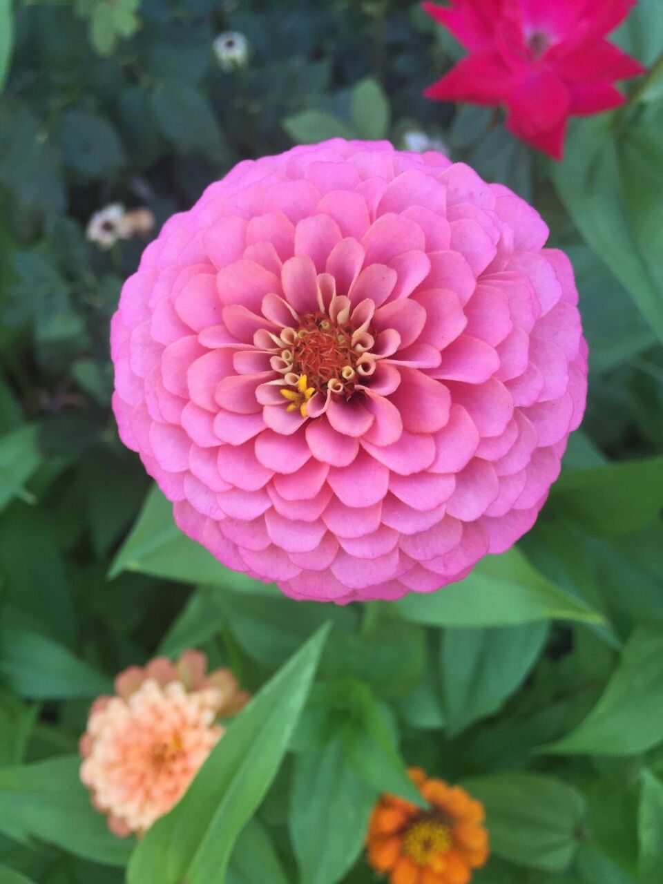 ピンク バンの壁紙 花 ヒャクニチソウ 自然 花 植物 花びら 高精細の画像 材料を入力します 壁紙 ピンク バンの壁紙 花 ヒャクニチソウ 自然 花 植物 花びら 高精細の画像 材料を入力します 壁紙