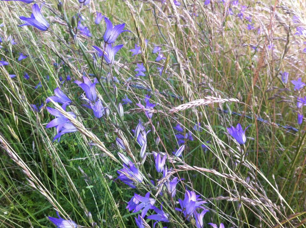芝生 草 自然 花 紫 花 ブルークロップされたイki壁紙の色 高解像度の画像は 材料を入力します 壁紙 芝生 草 自然 花 紫 花 ブルークロップされたイki壁紙の色 高解像度の画像は 材料を入力します 壁紙