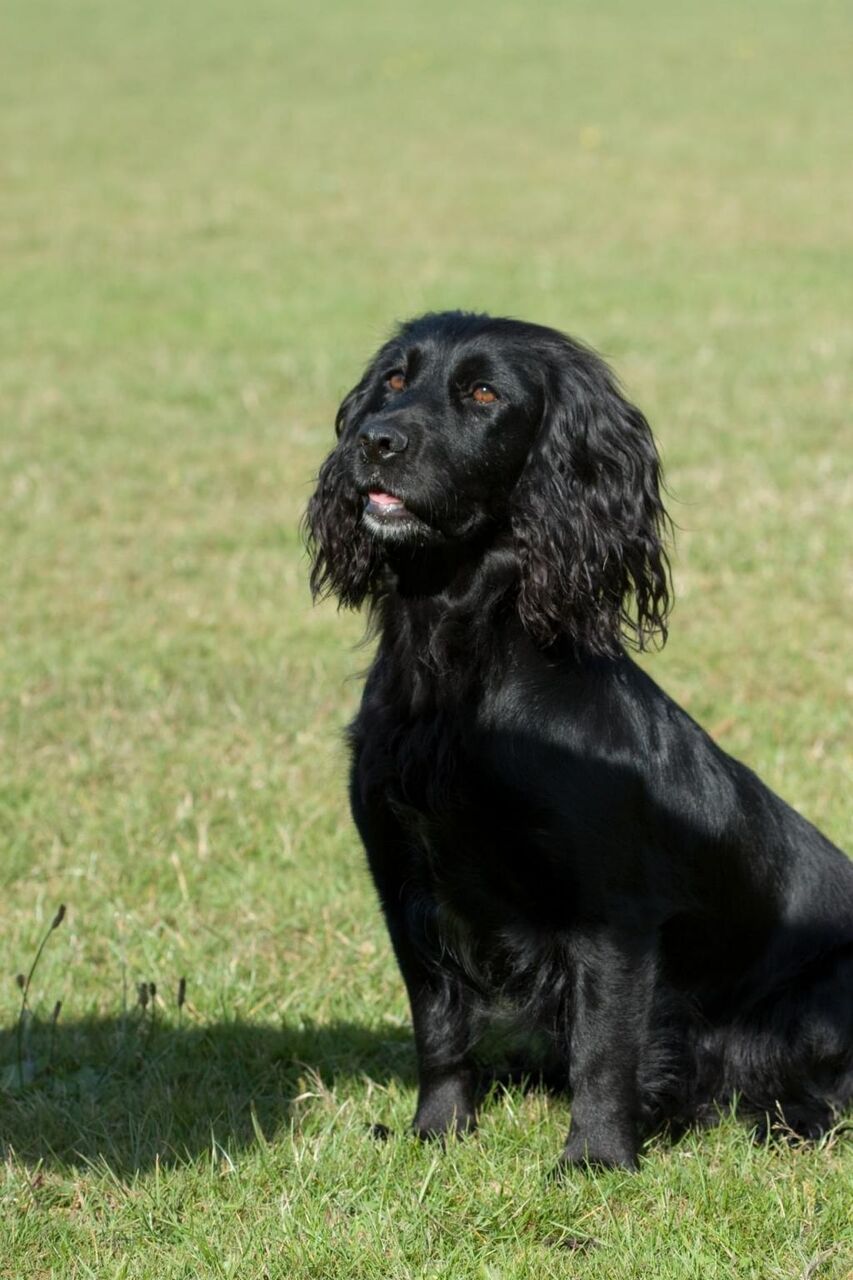 犬 コッカースパニエル 猟犬 作業カード フィールドレトリーバー アメリカンコッカースパニエル コッカースパニエルの作業 バス Ke Kaいいっko壁紙シートの高精細表示 材料を入 壁紙 犬 コッカースパニエル 猟犬 作業カード フィールドレトリーバー アメリカンコッカースパニエル コッカースパニエルの作業 バス Ke Kaいいっko壁紙シートの高精細表示 材料を入 壁紙