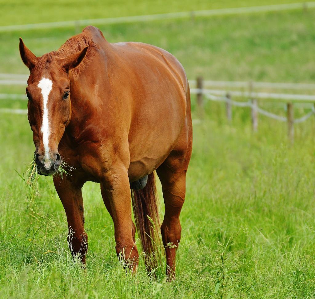 馬 白市ゃお継手私は泣い作った 馬 食べること パドック ブラウン 牧草地 高精細画像の壁紙iphone 材料入力します 壁紙