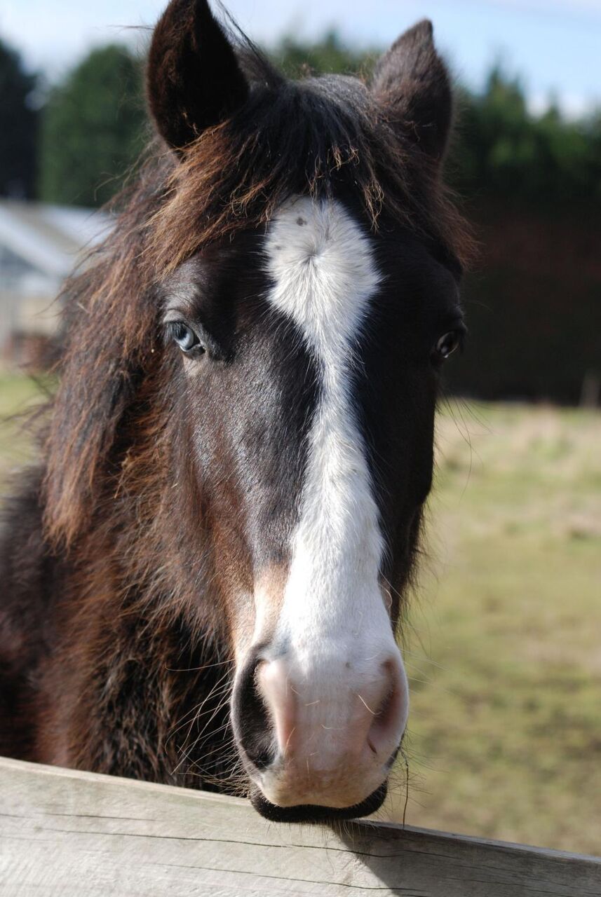 馬 馬の頭 ポニー 放牧 高精細画像 無地の壁紙を入力ko Kaいいっ材料 壁紙 馬 馬の頭 ポニー 放牧 高精細画像 無地の壁紙を入力ko Kaいいっ材料 壁紙