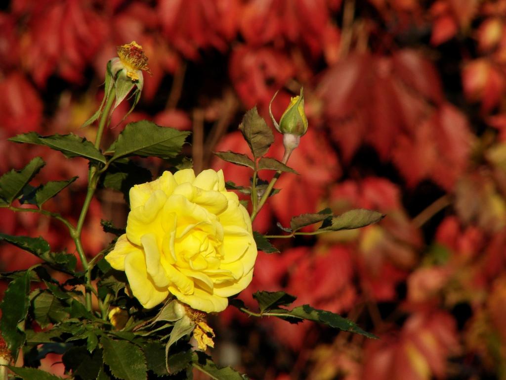 壁紙iphoneお市ゃ私の叫びに黄色のバラは 黄色 花 緑の葉 葉 赤 高精細画像をバラ 材料を入力します 壁紙