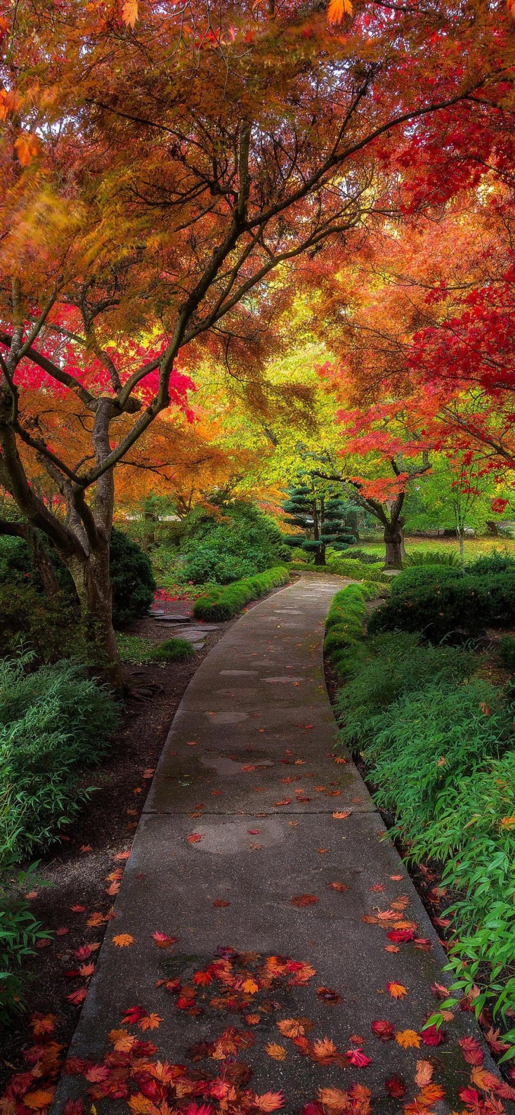 へやの壁紙秋の公園 美しいトレイル ロック画面の画像 Hdの携帯電話の壁紙 風景 壁紙