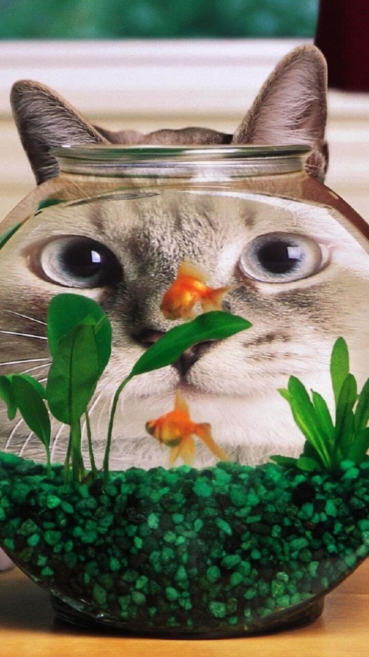 おかしい猫のコンセプト金魚 ロック画面の画像は ベークライトヒカルの壁紙 Hdモバイル壁紙 動物を持っているミリアンペア 壁紙 おかしい猫のコンセプト金魚 ロック画面の画像は ベークライトヒカルの壁紙 Hdモバイル壁紙 動物を持っているミリアンペア 壁紙