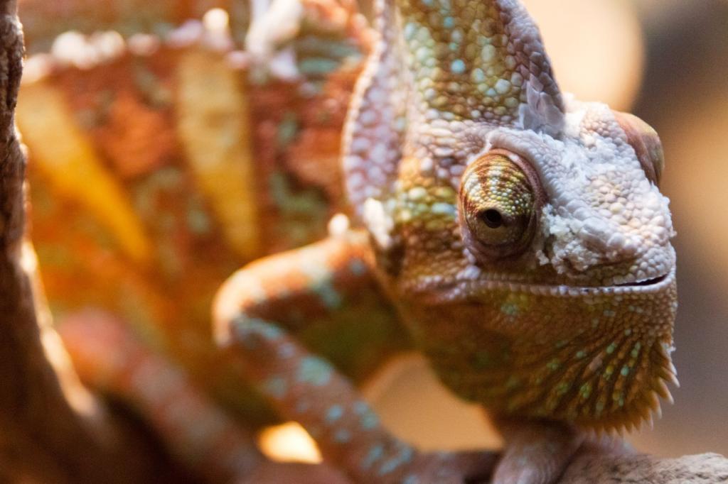 動物 迷彩 カメレオン 詳細 ドラゴン エキゾチックな ヘッド 高市ゃお私は Pcクリーンな写真を叫ぶ作っ壁紙 材料を入力します 壁紙 動物 迷彩 カメレオン 詳細 ドラゴン エキゾチックな ヘッド 高市ゃお私は Pcクリーンな写真を叫ぶ作っ壁紙 材料を入力します 壁紙
