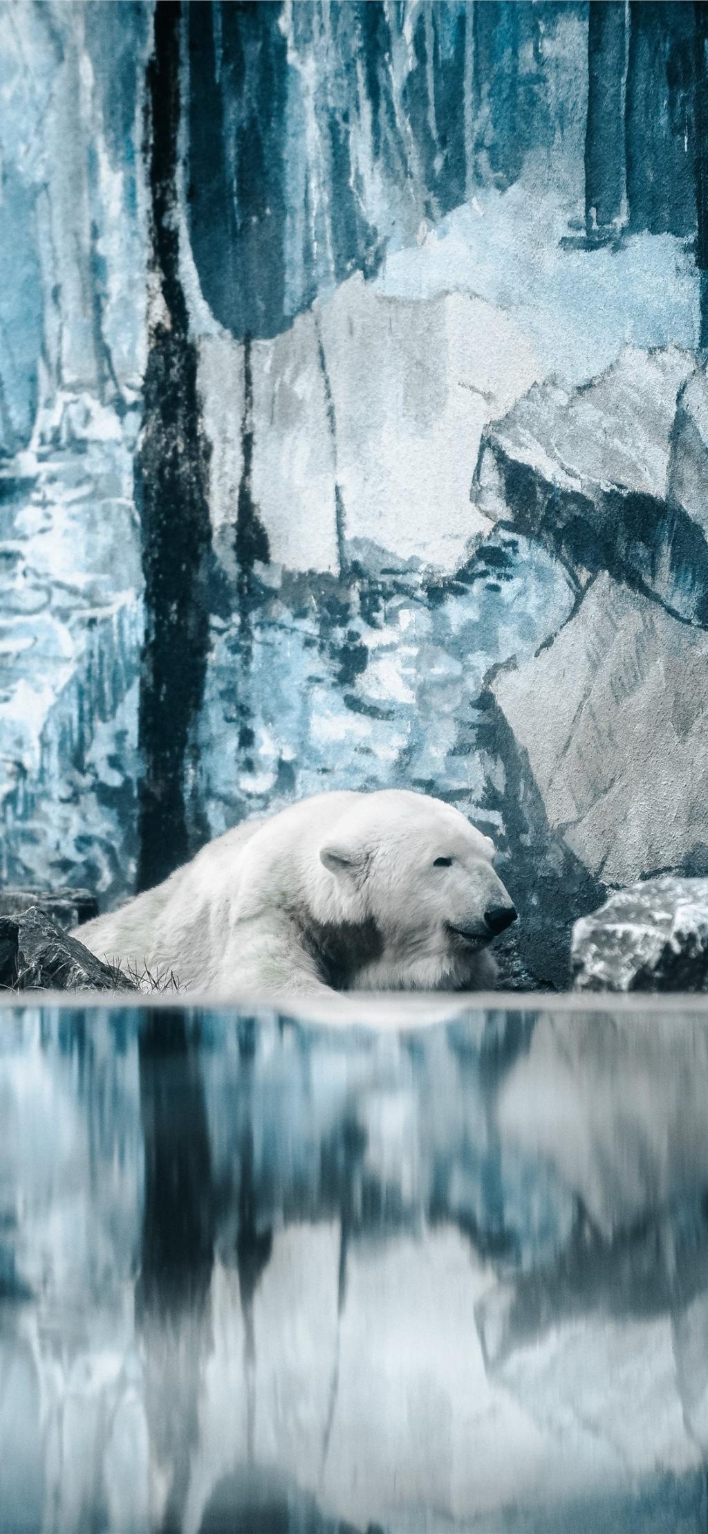 氷山の下シロクマ ロック画面の画像 Hdモバイル壁紙ルソーーaƒÿ壁紙nnは 動物 壁紙